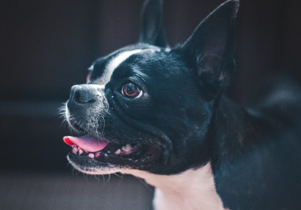 A Boston Terrier with mouth open