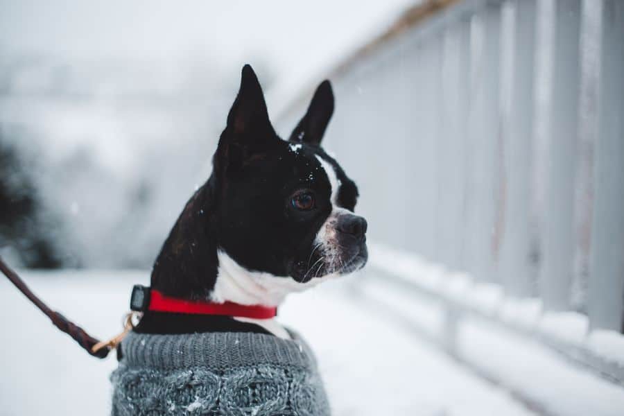 Boston Terrier in the snow