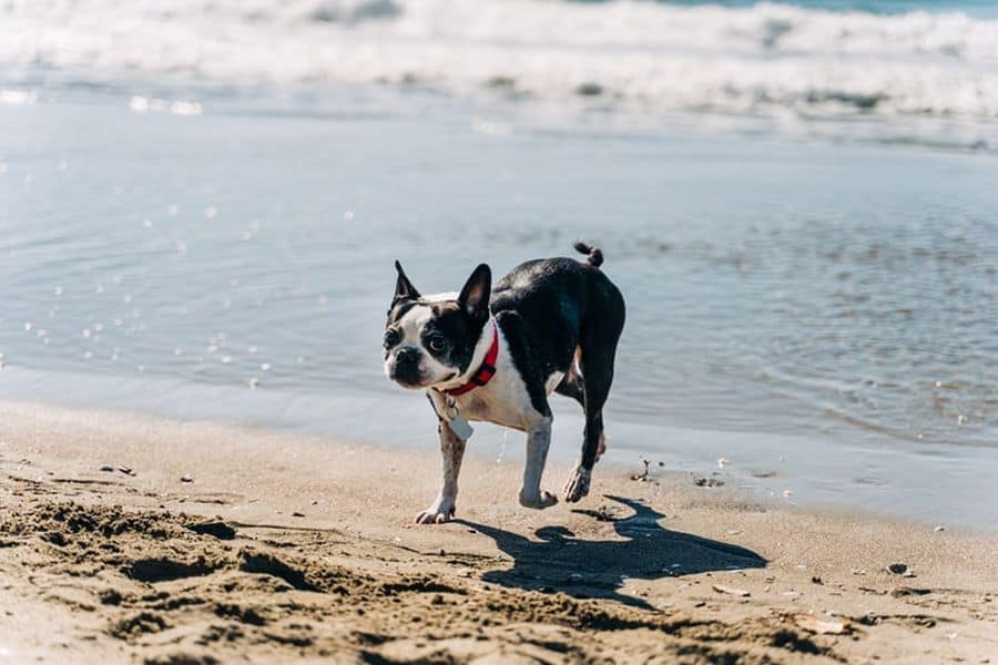 Boston Terrier playing in the beach