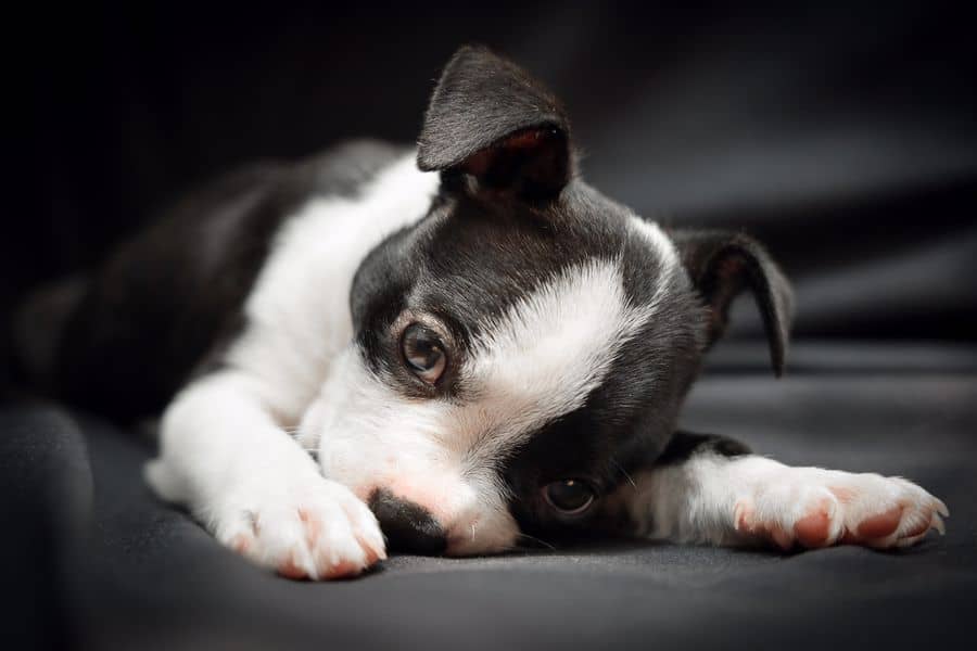 Sleepy Boston Terrier puppy