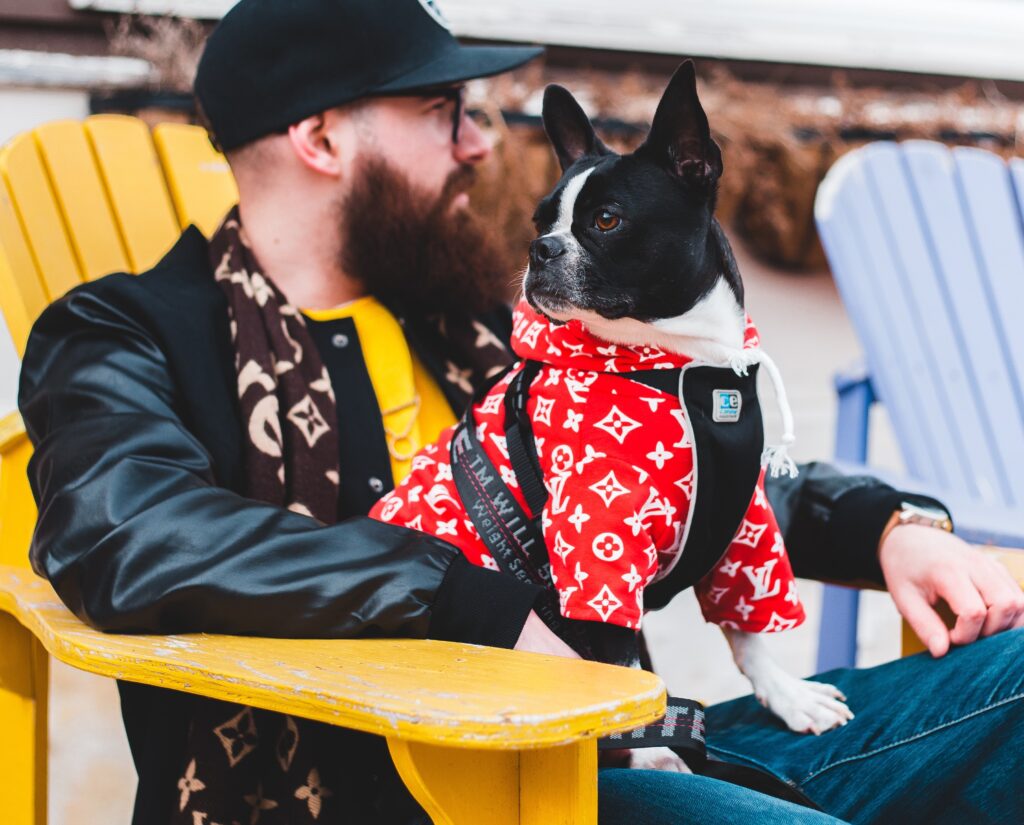 A dressed Boston Terrier sitting on a person's lap