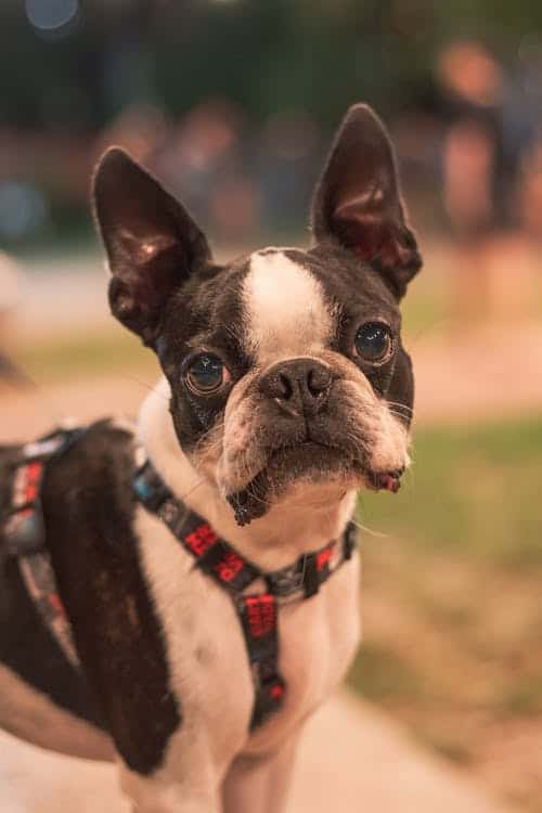 A close-up black and white Boston Terrier with a colorful harness standing on a grass field