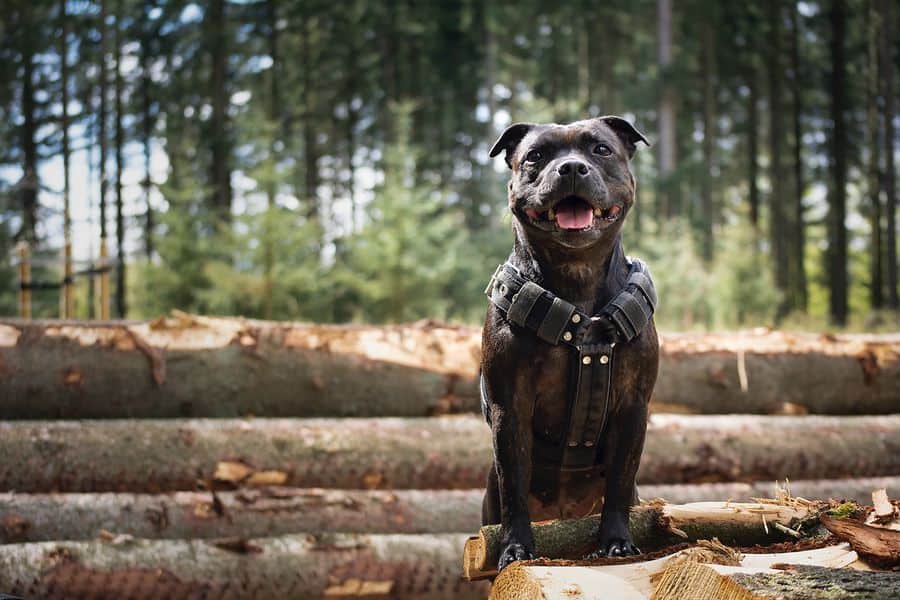 A black Staffordshire Bull Terrier with a black harness sitting on a tree log