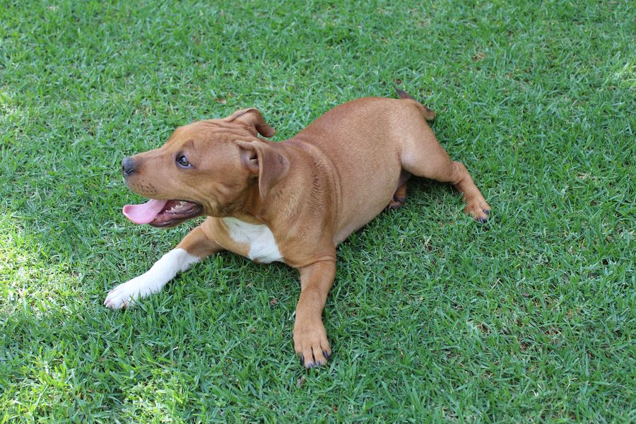 Staffordshire Bull Terrier sitting on the grass