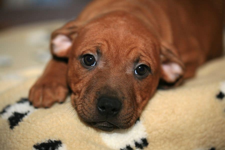 Staffordshire Bull Terrier puppy