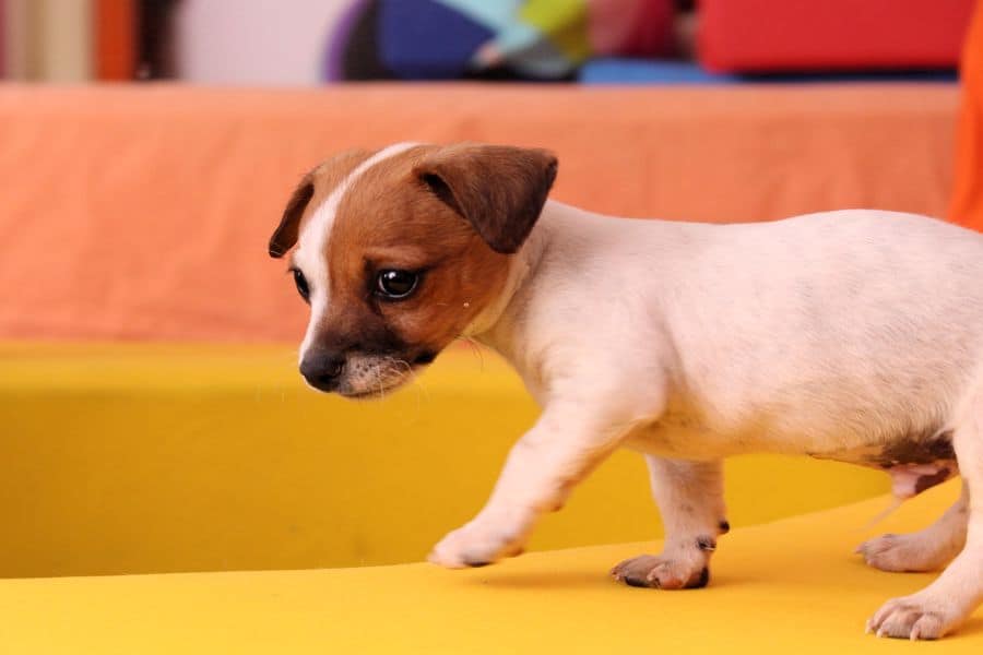 bull terrier jack russell mix puppies