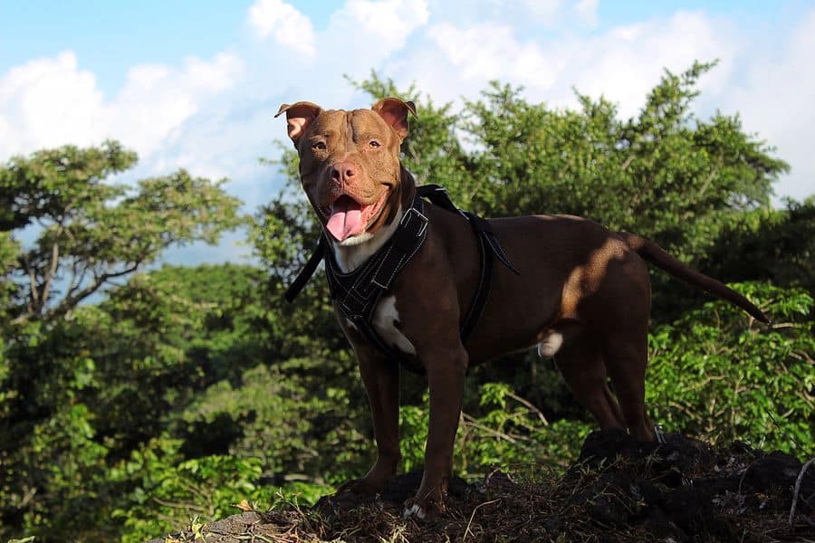 how big is a pitbulls neck