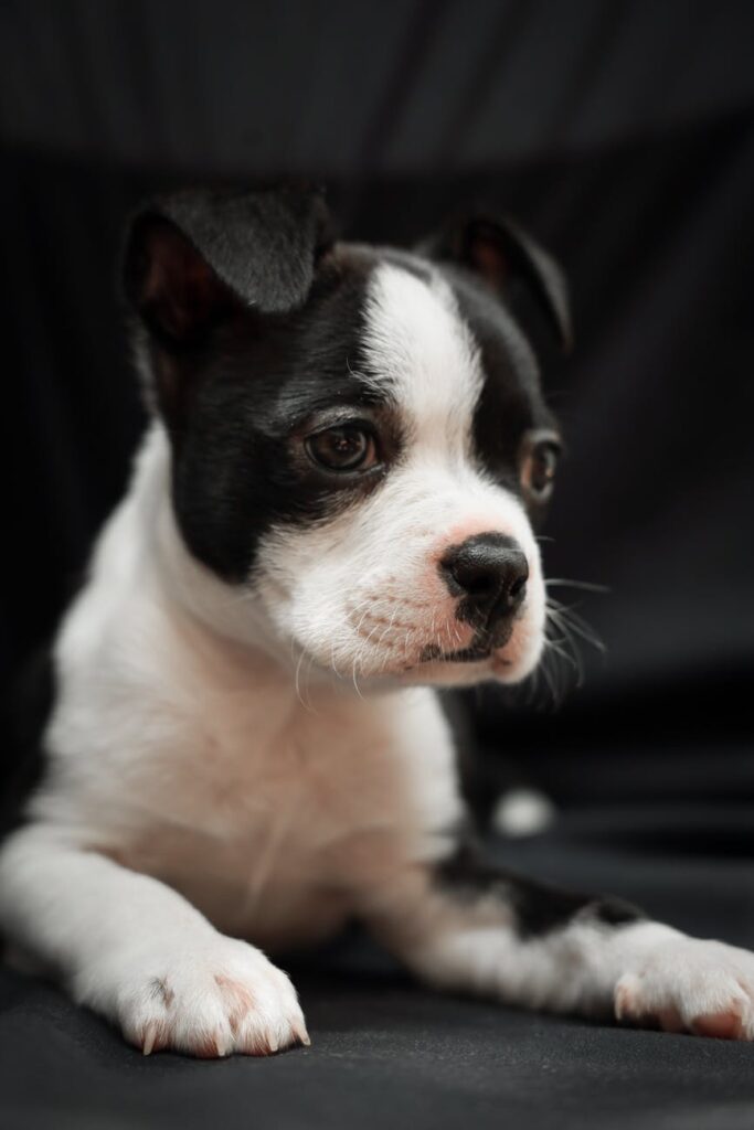 A black and white colored Boston Terrier lying on a black cloth near a black background