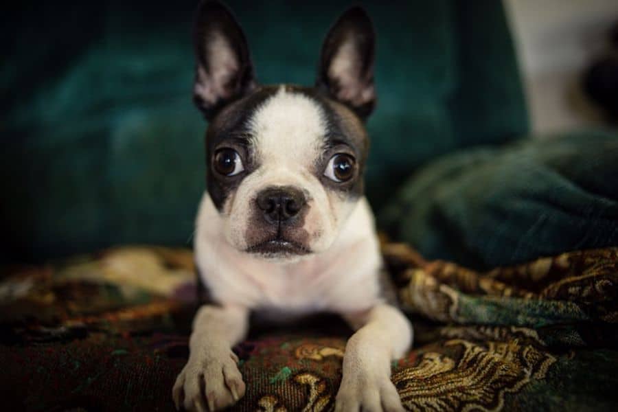 A black and white colored Boston terrier lying on a colorful blanket on top of a green couch