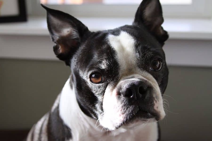 do boston terriers eyes pop out