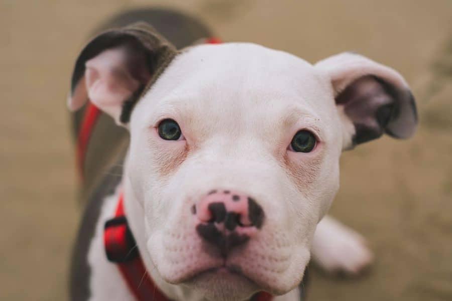 Bull Terrier puppy