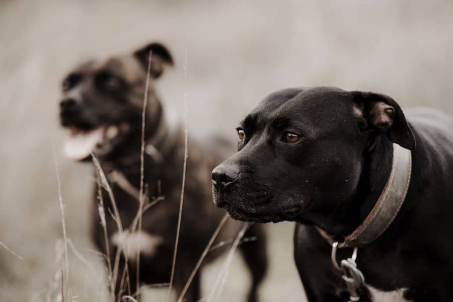 staffordshire bull terrier shedding a lot