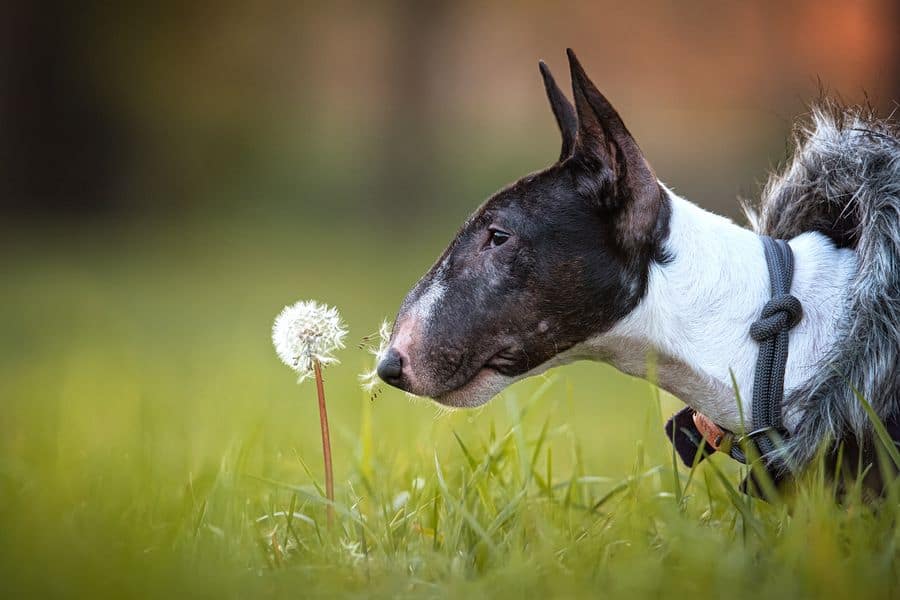 Black and white Bull Terrier sniffing the weeds