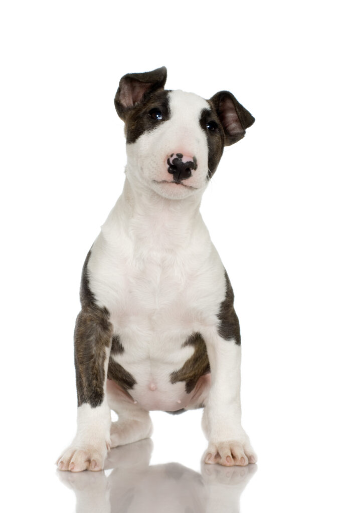 how to train your english bull terrier puppy