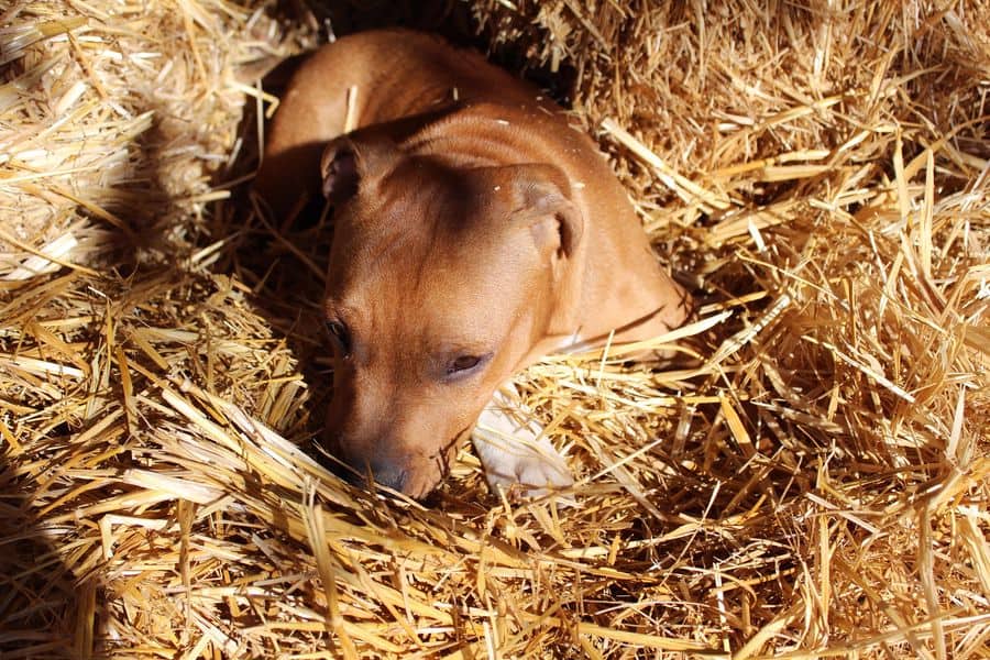 Pregnant Staffordshire Bull Terrier nesting
