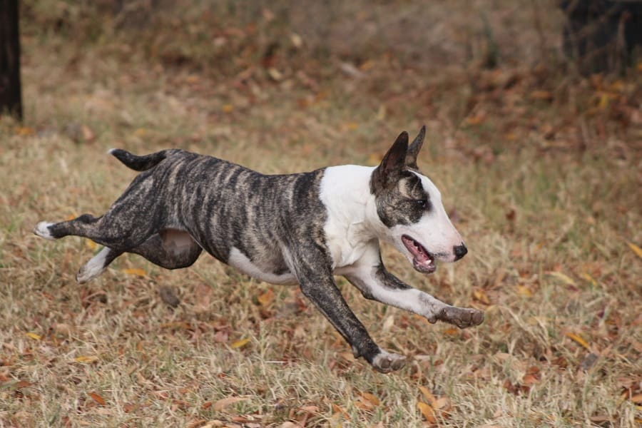 A brindle-colored Bull Terrier running in the forest