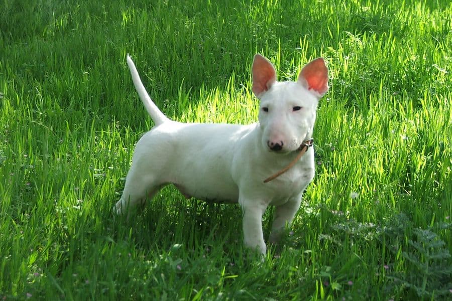 Is English bull terrier a pitbull?