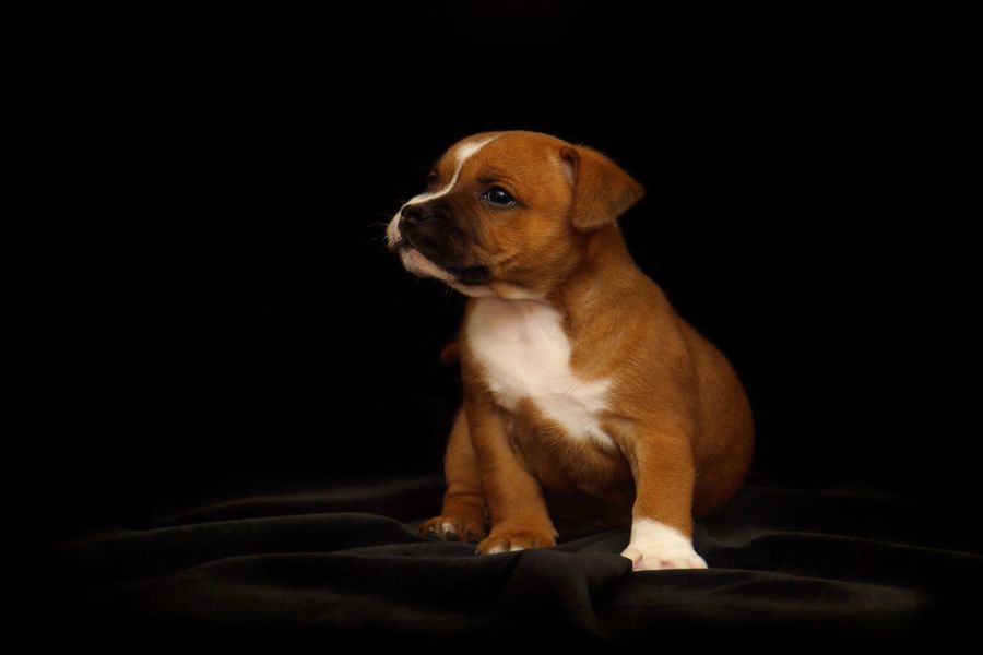 is it illegal to own a staffordshire bull terrier