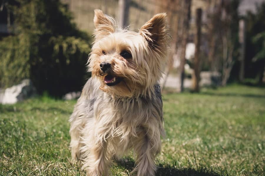 Yorkshire Terrier standing on the grass.