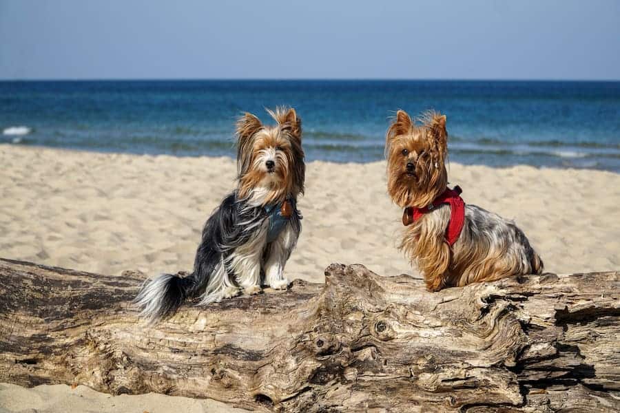 Two Yorkshire Terriers sitting by the beach