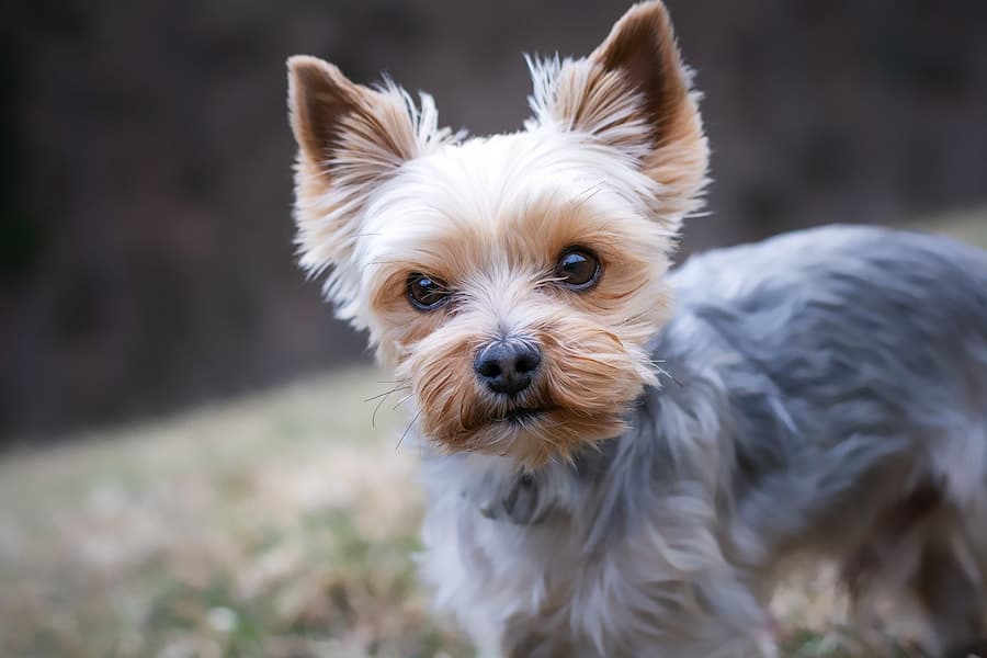 Brown and gray Yorkshire Terrier puppy