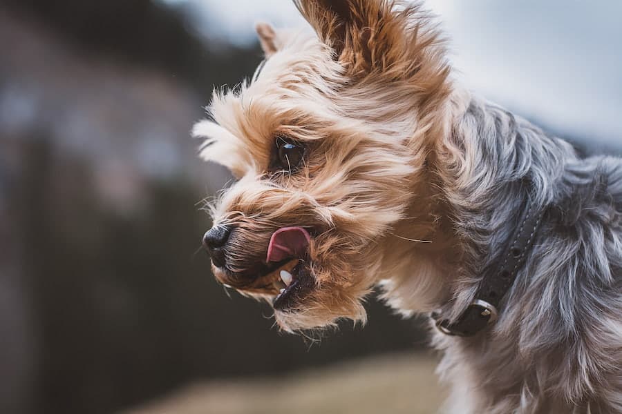 Yorkshire Terrier puppy showing its tongue