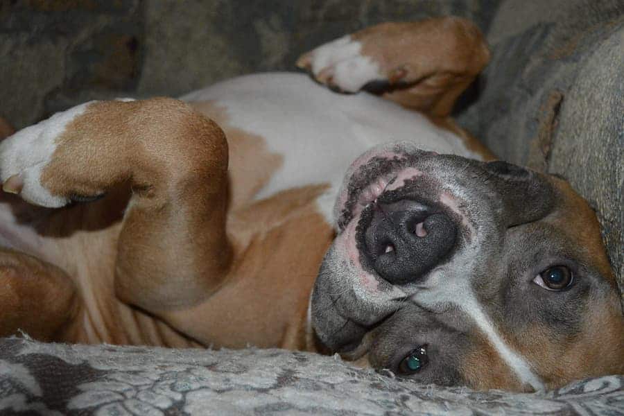 A tri-colored Staffordshire Bull Terrier lying on a gray couch in the living room