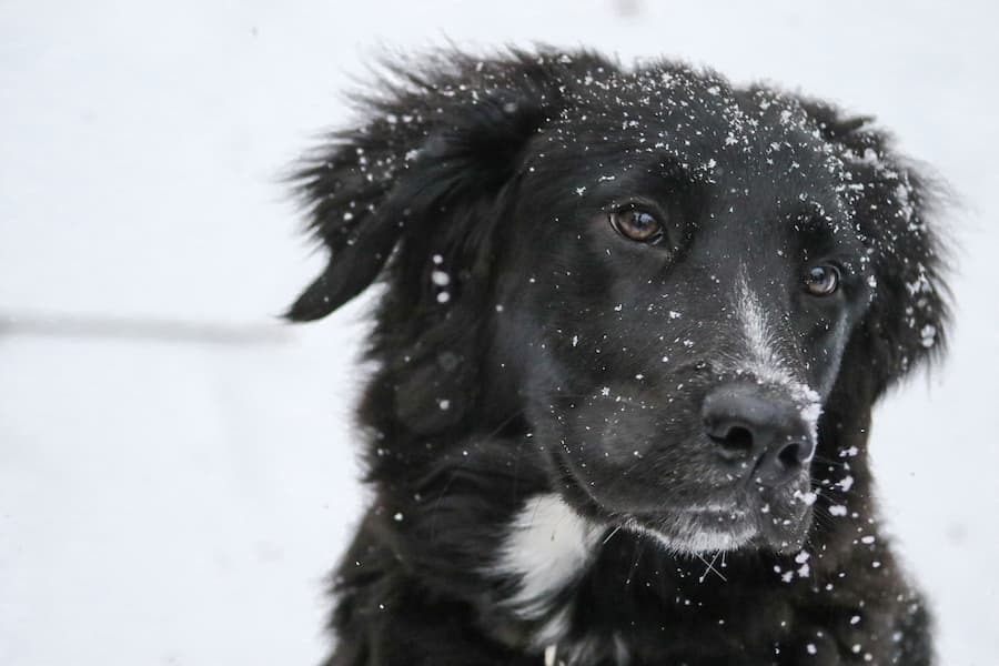 A close-up black and white Labrador Retriever with snow fur sitting on a snow field