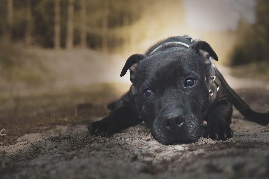 can a alopekis and a american staffordshire terrier be friends