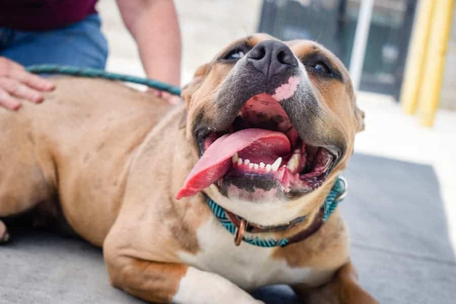 Close-Up shot of Pit Bull on care