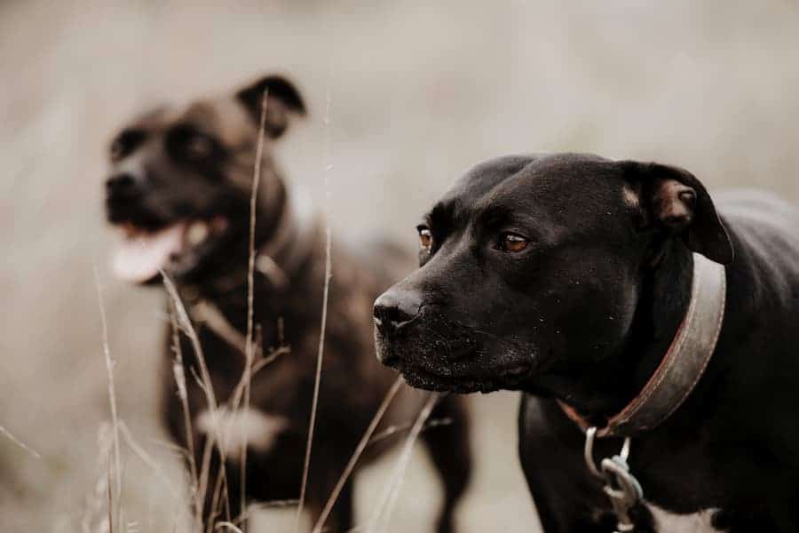 Two black and white Pit Bull Terriers with black collars standing in the grass field