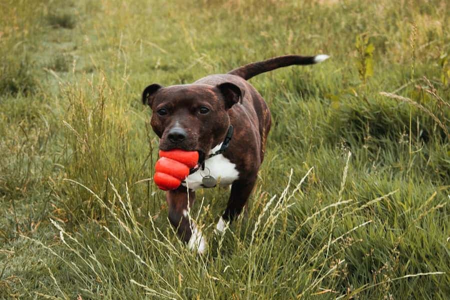 Cute dog playing in grassland
