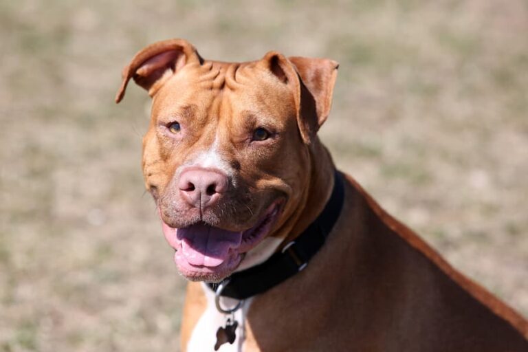 How to Train a Pit Bull Terrier Terrier Hub