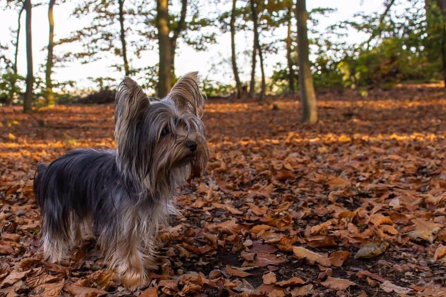 Yorkshire Terrier standing on a ground full of fallen leaves