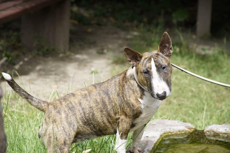 how do you train a bull terrier to walk on a leash