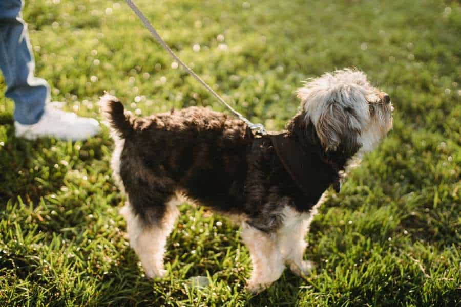 Yorkshire Terrier wearing a leash