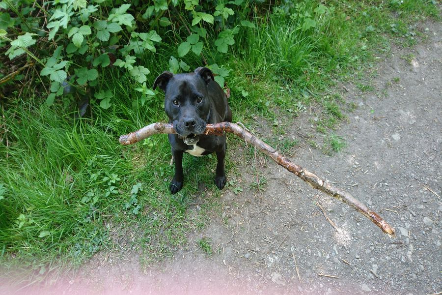 are staffordshire bull terriers easy to train