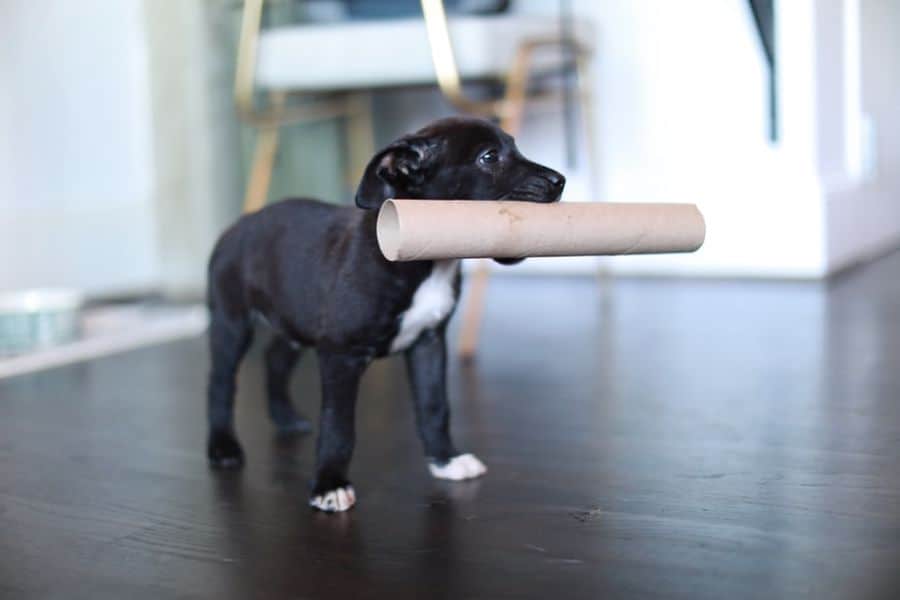 Pit Bull Terrier puppy