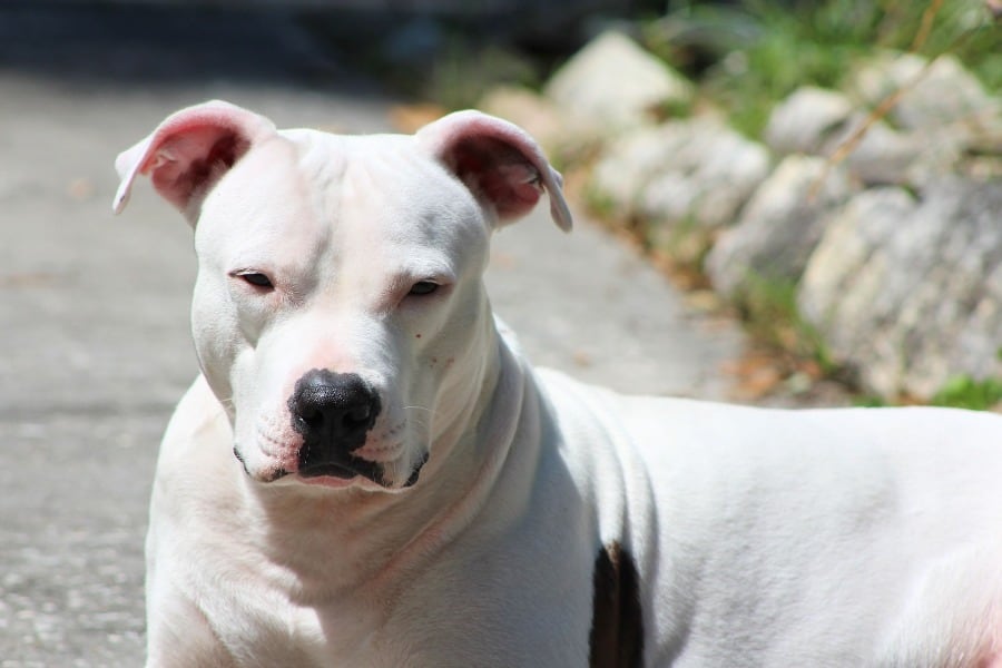 united kennel club american pitbull terrier