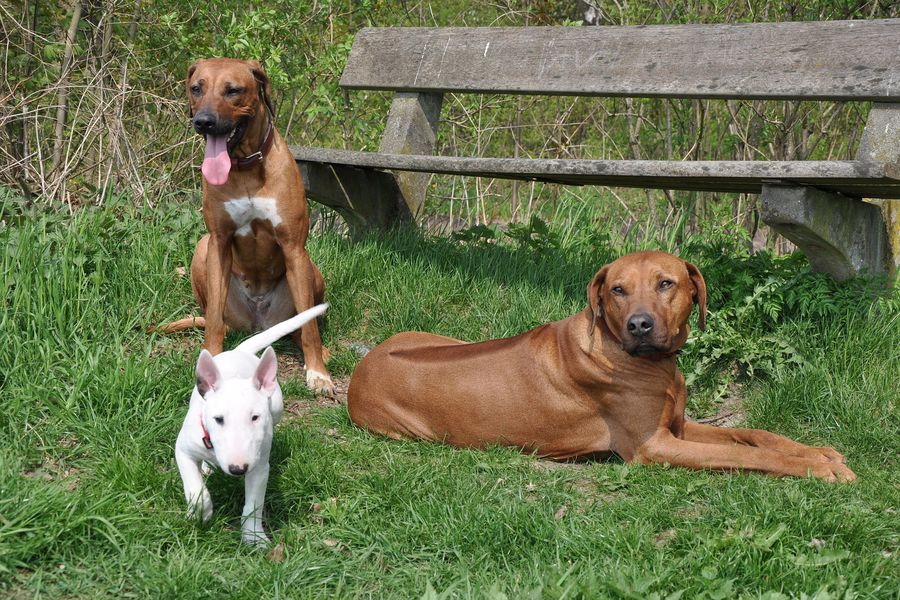 Mini Bull Terrier with large breed dogs