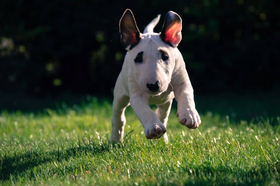 Mini Bull Terrier