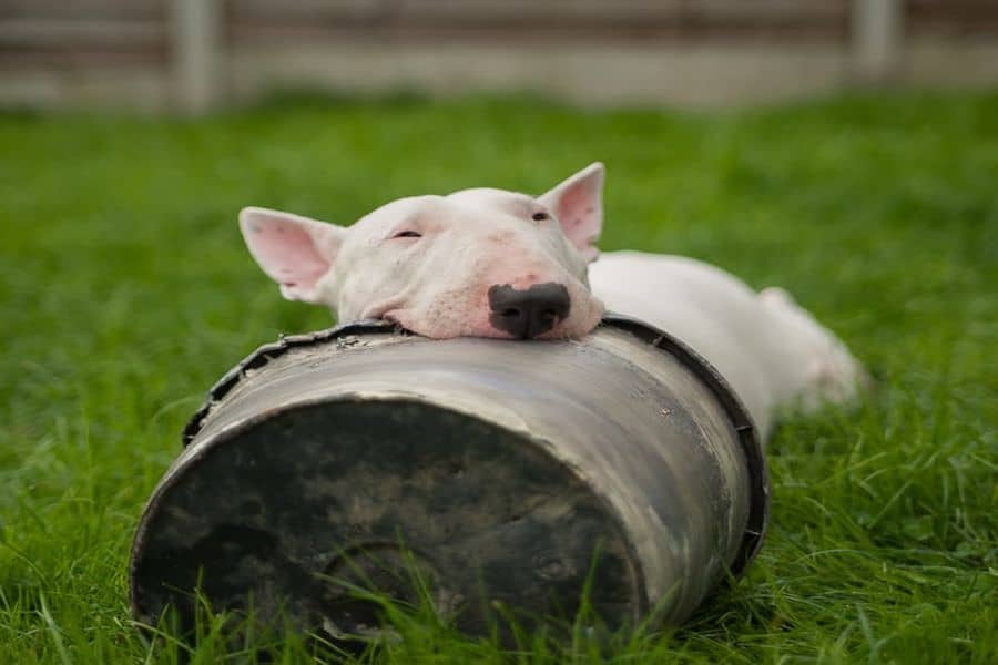 Bull Terrier biting a container