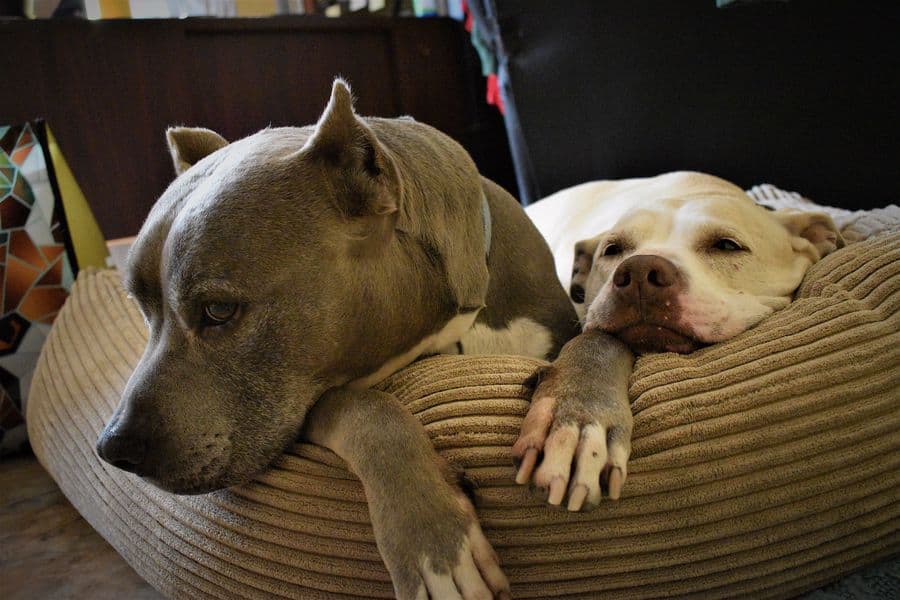 Pit Bull Terriers on their bed