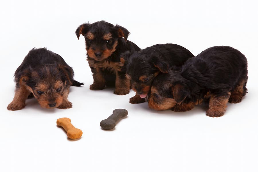 Black and tan Yorkshire Terrier puppies sharing treats