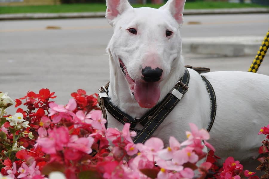 White Bull Terrier standing near the pink flowers