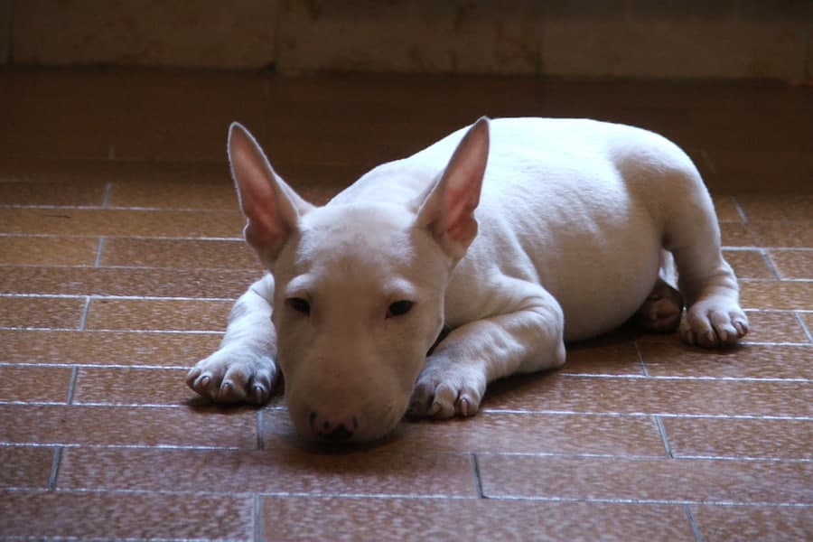 A white Bull Terrier lying on tiles