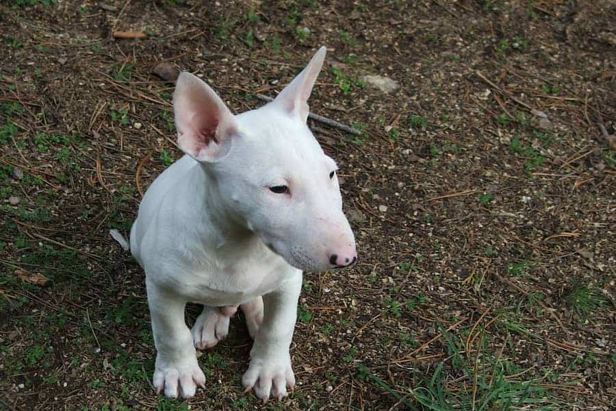 how do you train a bull terrier to walk on a leash