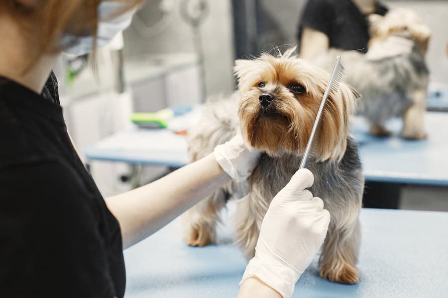A person combing the Yorkshire Terrier's hair