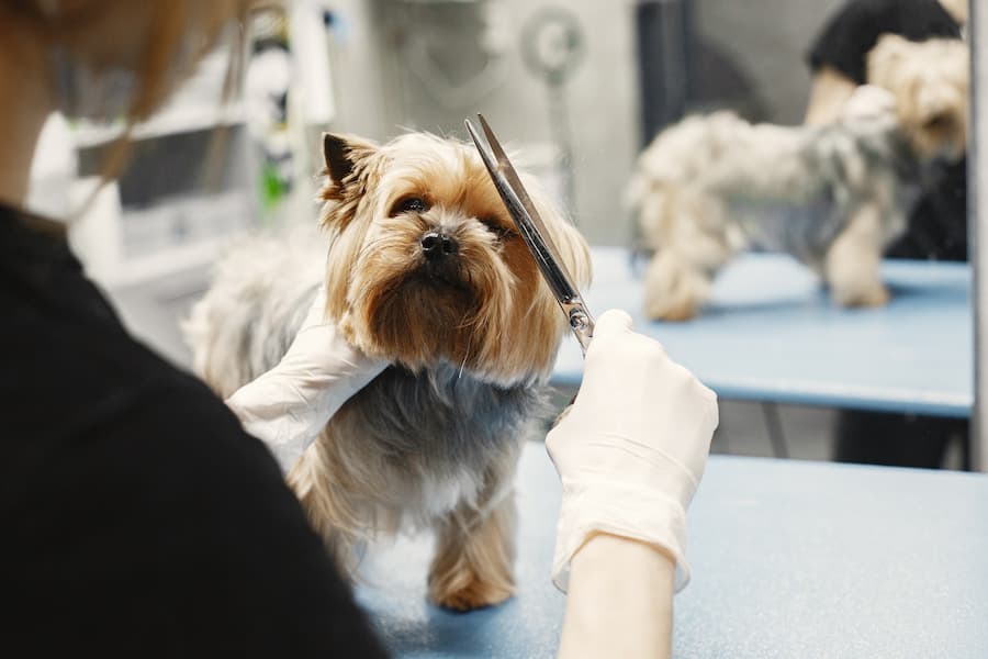 A person cutting Yorkshire Terrier's hair