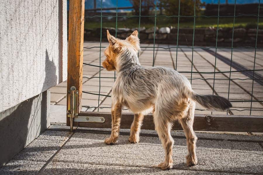 Yorkshire Terrier standing near the gate